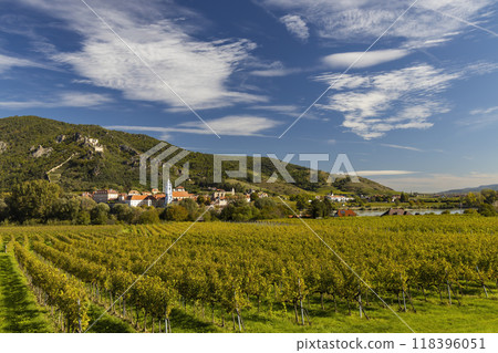 Wachau valley near Durnstein, UNESCO site, landscape with vineyards, Austria 118396051