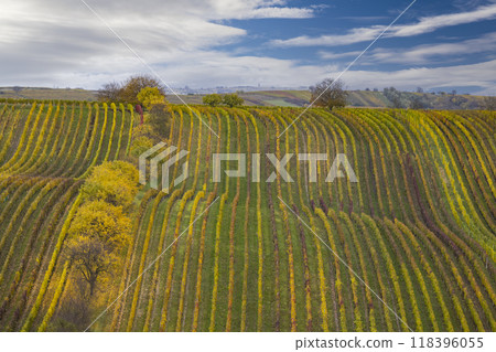 Autumn vineyard near Cejkovice, Southern Moravia, Czech Republic Autumn vineyard near Cejkovice, Southern Moravia, Czech Republic 118396055