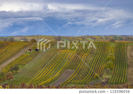 Autumn vineyard near Cejkovice, Southern Moravia, Czech Republic 118396056