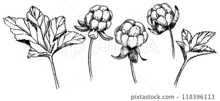A set of cloudberry leaves and berries images. Sketch style illustration 118396113