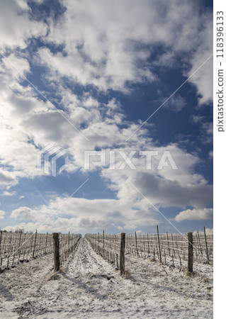 Winter vineyard near Mikulov, Palava region, Southern Moravia, Czech Republic Winter vineyard near Mikulov, Palava region, Southern Moravia, Czech Republic 118396133