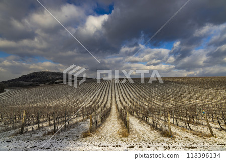 Winter vineyard near Mikulov, Palava region, Southern Moravia, Czech Republic 118396134
