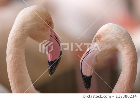 lovely pink flamingos at the zoo 118396234