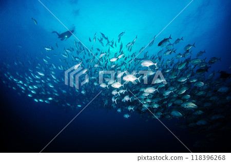 泰國斯米蘭的大眼鯖魚群3 泰國斯米蘭的大眼鯖魚群3 118396268