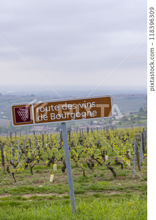 Wine road near Saint-Veran and Macon, Burgundy, France 118396309