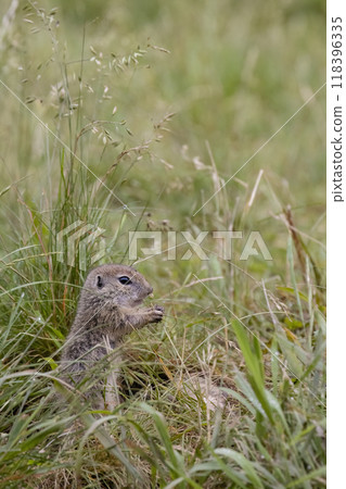 Ground squirrel colony (Syslovisko Biele vody), National park Muranska Planina, Slovakia 118396335