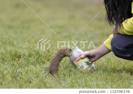 feeding cute tiny ground squirrels feeding cute tiny ground squirrels 118396336