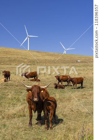 cows in the pasture and behind them are wind turbines 118396357