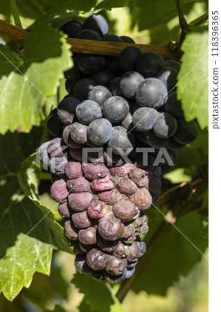 Blue grapes infested with gray mold Blue grapes infested with gray mold 118396365