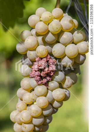 Grapes infested with rot and mold 118396366