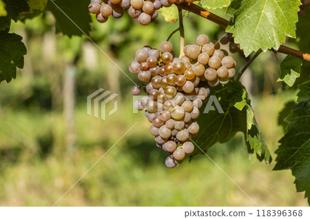 Vineyard with Hibernal near Cejkovice, Southern Moravia, Czech Republic 118396368