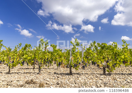 Vineyards near Saint-Julien-Beychevelle, Bordeaux, Aquitaine, France 118396486
