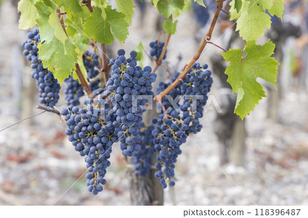 Cabernet Sauvignon grapes to produce highest quality wines in Bordeaux, France 118396487