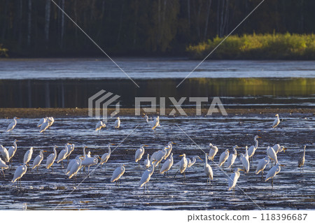 White heron, (Ardea alba, Egretta alba), autumn landscape in Trebonsko region, Southern Bohemia, Czech Republic White heron, (Ardea alba, Egretta alba), autumn landscape in Trebonsko region, Southern Bohemia, Czech Republic 118396687