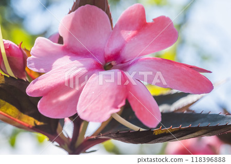 新幾內亞鳳仙花 新幾內亞鳳仙花 118396888