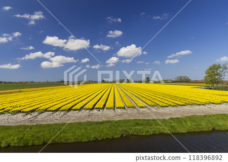 Field of tulips near Alkmaar, The Netherlands Field of tulips near Alkmaar, The Netherlands 118396892