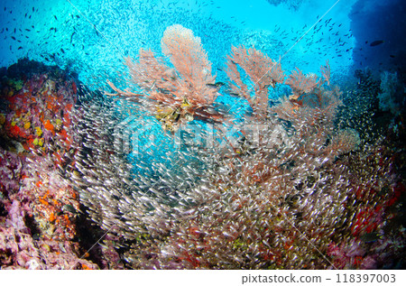 Cardinalfish, soft corals, gorgonian fish, school of fish and underwater scenery, Similan, Thailand.10 118397003