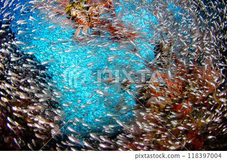鰩魚、軟珊瑚、山羊、魚群和水下風景、鯛魚、similan.1 118397004