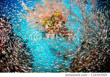 Cardinalfish, soft coral, gorgonian, school of fish and underwater scenery, Thailand, Similan.2 Cardinalfish, soft coral, gorgonian, school of fish and underwater scenery, Thailand, Similan.2 118397005