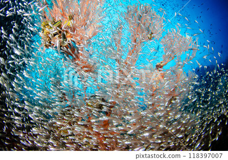 Cardinalfish, soft coral, gorgonian, school of fish and underwater scenery, Thailand, Similan.4 118397007