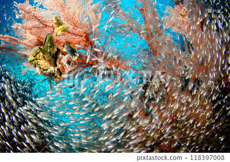 Cardinalfish, soft coral, goatfish, school of fish and underwater scenery, Thailand, Similan.5 118397008