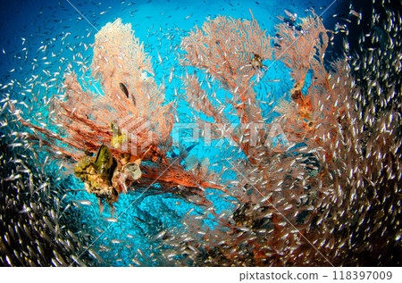 Cardinalfish, soft corals, gorgonian fish, school of fish and underwater scenery, Thailand, Similan.6 118397009