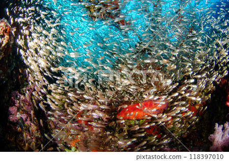 Cardinalfish, soft coral, gorgonian, school of fish and underwater scenery, Thailand, Similan.7 Cardinalfish, soft coral, gorgonian, school of fish and underwater scenery, Thailand, Similan.7 118397010