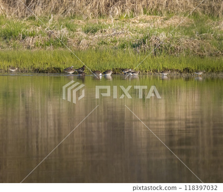 Common Greenshank (Tringa nebularia), Dehtar pond, Southern Bohemia, Czech Republic Common Greenshank (Tringa nebularia), Dehtar pond, Southern Bohemia, Czech Republic 118397032
