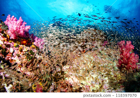 Cardinalfish, Golden-spotted fish, Soft coral, School of fish and coral, Sea bream, Similan...6 Cardinalfish, Golden-spotted fish, Soft coral, School of fish and coral, Sea bream, Similan...6 118397070