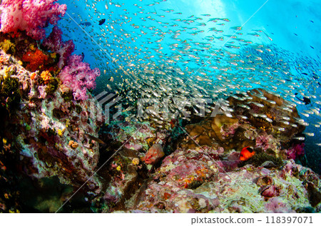 Cardinalfish, Golden-spotted fish, Soft coral, School of fish and coral, Sea bream, Similan...5 Cardinalfish, Golden-spotted fish, Soft coral, School of fish and coral, Sea bream, Similan...5 118397071
