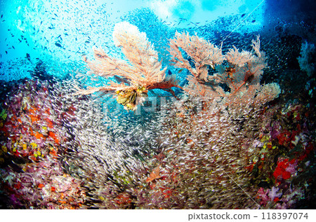 Cardinalfish, Golden-spotted fish, Soft coral, School of fish and coral, Sea bream, Similan...3 Cardinalfish, Golden-spotted fish, Soft coral, School of fish and coral, Sea bream, Similan...3 118397074