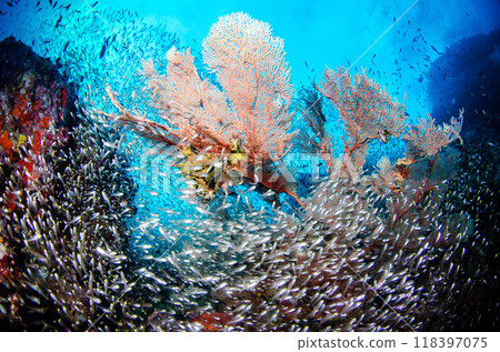 Cardinalfish, Golden-spotted fish, Soft coral, School of fish and coral, Sea bream, Similan...4 Cardinalfish, Golden-spotted fish, Soft coral, School of fish and coral, Sea bream, Similan...4 118397075
