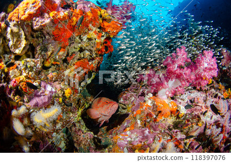 Yukata grouper, Sukushi cardinalfish, Golden snapper, Soft coral, School of fish and coral, Sea bream, Similan.1 Yukata grouper, Sukushi cardinalfish, Golden snapper, Soft coral, School of fish and coral, Sea bream, Similan.1 118397076