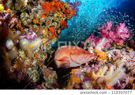 Yukata grouper, Sukushima cardinalfish, Golden snapper, Soft coral, School of fish and coral, Sea bream, Similan.2 Yukata grouper, Sukushima cardinalfish, Golden snapper, Soft coral, School of fish and coral, Sea bream, Similan.2 118397077