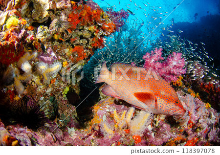 Yukata grouper, Scaly cardinalfish, Golden snapper, Soft coral, School of fish and coral, Sea bream, Similan.3 Yukata grouper, Scaly cardinalfish, Golden snapper, Soft coral, School of fish and coral, Sea bream, Similan.3 118397078