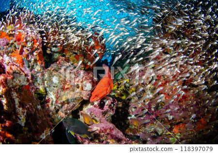 Yukata grouper, Sukushima cardinalfish, Golden snapper, Soft coral, School of fish and coral, Sea bream, Similan.4 118397079