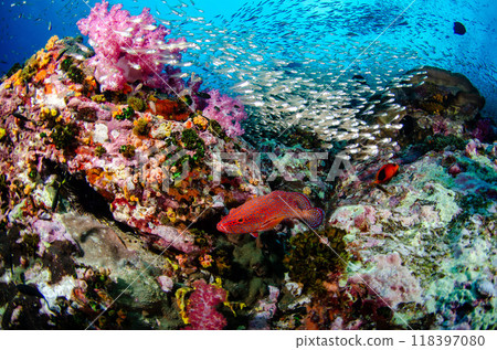 Yukata grouper, Sukushi cardinalfish, Golden snapper, Soft coral, School of fish and coral, Sea bream, Similan.5 Yukata grouper, Sukushi cardinalfish, Golden snapper, Soft coral, School of fish and coral, Sea bream, Similan.5 118397080