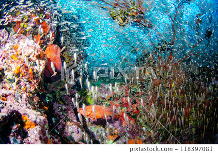 浴衣石斑魚、蔥魚、黃花魚、軟珊瑚、魚群和珊瑚、鯛魚、鯛魚6 118397081