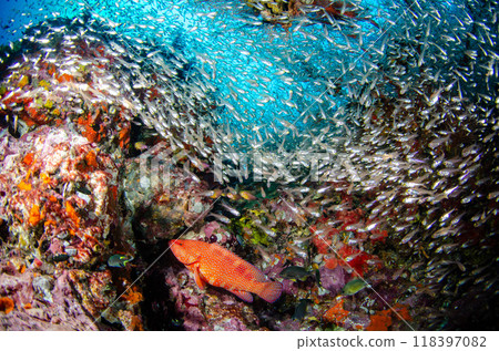 Yukata grouper, Sukui cardinalfish, Golden snapper, Soft coral, School of fish and coral, Sea bream, Similan.7 Yukata grouper, Sukui cardinalfish, Golden snapper, Soft coral, School of fish and coral, Sea bream, Similan.7 118397082