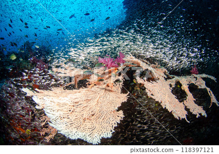 泰國斯米蘭魚海扇學校.1 118397121