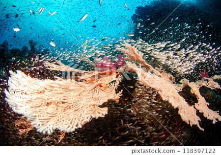 泰國斯米蘭魚海扇學校2 118397122