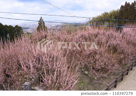 Prefectural Natural Monument Omuta Fukoji Temple Garyu Plum Blossom Prefectural Natural Monument Omuta Fukoji Temple Garyu Plum Blossom 118397279