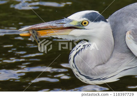 A heron catching a small fish A heron catching a small fish 118397729