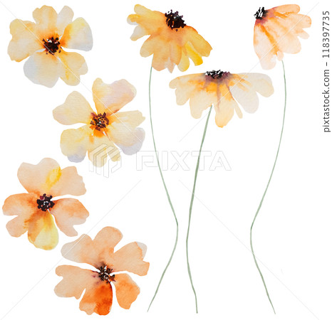 Watercolor orange wild flower isolated illustration, floral wedding and greeting element 118397735