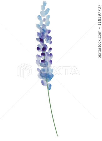 Watercolor lavender flowers isolated illustration. Blue floral element for summer wedding 118397737