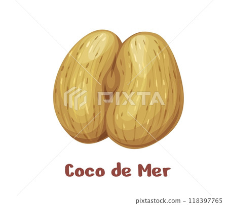 Coco de mer nut or sea coconut, uncommon plant seed kernel for food, vector icon. Uncommon tropical nuts of Seychelles, Lodoicea or Coco de mer and or sea coconut peeled for edible seed foodstuff Coco de mer nut or sea coconut, uncommon plant seed kernel for food, vector icon. Uncommon tropical nuts of Seychelles, Lodoicea or Coco de mer and or sea coconut peeled for edible seed foodstuff 118397765