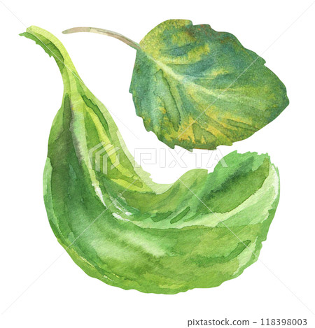 Apricot tree leaves hand-drawn watercolor set. Summer colorful illustration in fruits collection. Fresh apricot two leaves illuminated by the sun, drawn in warm green color and Isolated on white 118398003