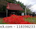 圓寺紅頂門與紅蜘蛛百合 118398233