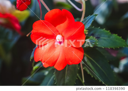 新幾內亞鳳仙花 118398390