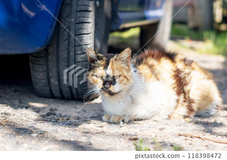 A beautiful calico cat is comfortably laying under a car tire 118398472
